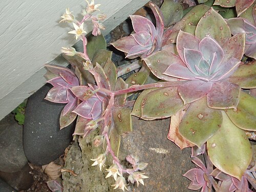 Ghost plant (Graptopetalum paraguayense)