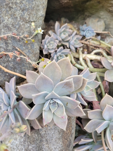 Ghost plant (Graptopetalum paraguayense)