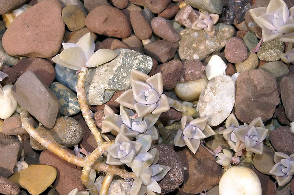 Ghost plant: Location taken: Rawlings Conservatory & Botanic Gardens, Baltimore MD USA. Names: Graptopetalum paraguayense (N.E.Br.) E.Walther, Ghost Plant, Mother of Pearl P