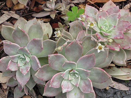 Ghost plant: Graptopetalum paraguayense (Mother of pearl, ghost plant) Flowering habit at Kula Botanical Garden, Maui, Hawaii. March 07, 2011 #110307-2235 - Image Use Policy
