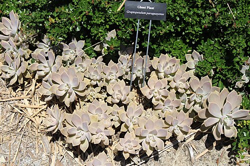 Ghost plant: Coastal Georgia Botanical Gardens, Savannah, Chatham County, Georgia