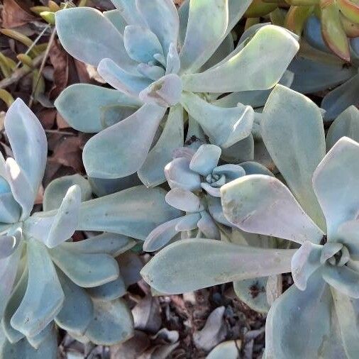 Ghost plant (Graptopetalum paraguayense)