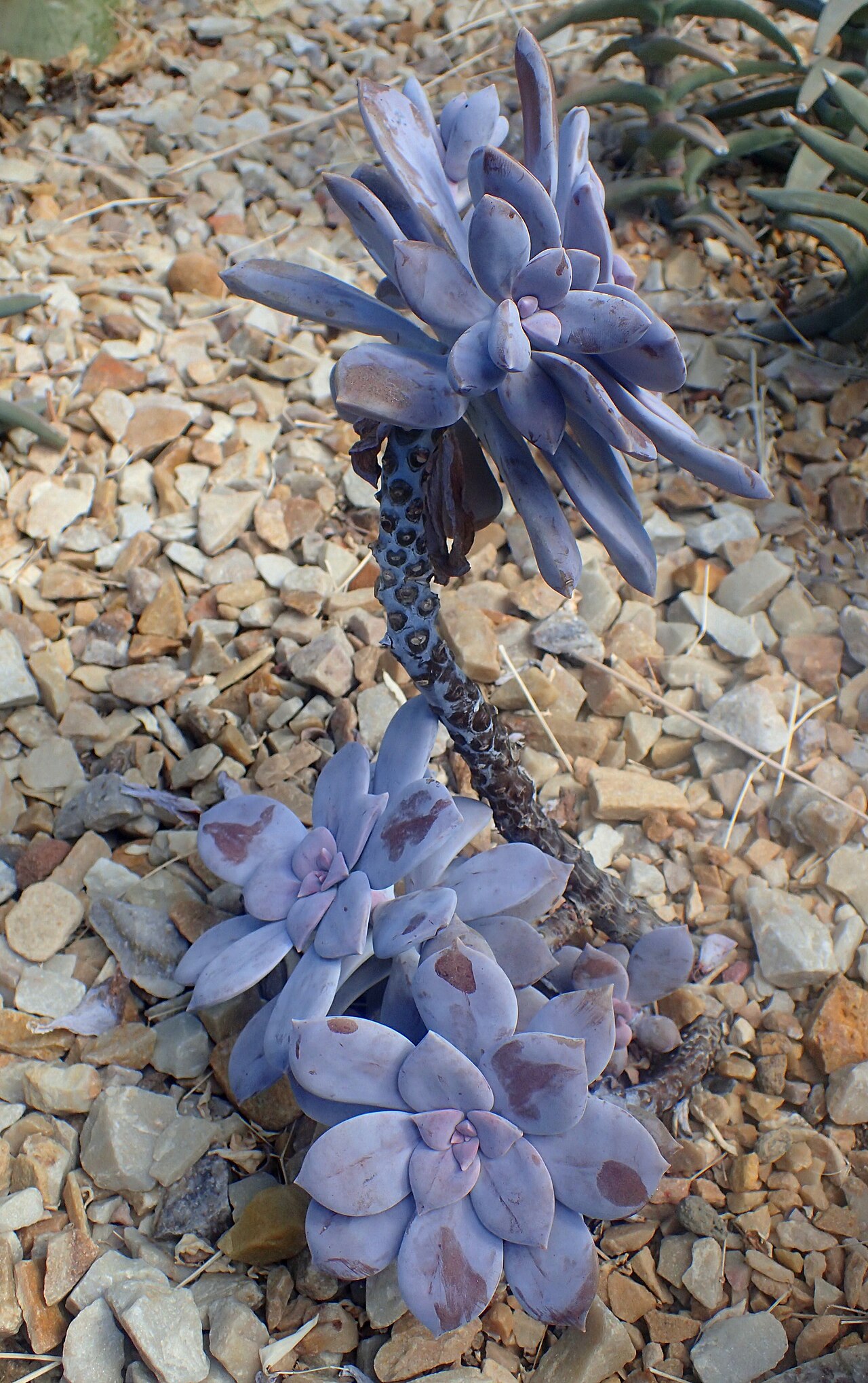Graptopetalum pentandrum: Graptopetalum pentandrum at Garfield Park Conservatory, Illinois