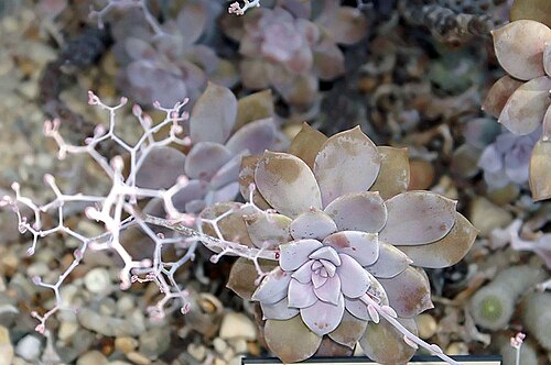 Graptopetalum pentandrum: Location taken: the New York Botanical Garden. Names: Graptopetalum pentandrum superbum Classification: Plantae > Magnoliophyta > Magnoliopsida > Saxifragales >
