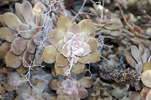 Graptopetalum pentandrum: Location taken: the New York Botanical Garden. Names: Graptopetalum pentandrum superbum Classification: Plantae > Magnoliophyta > Magnoliopsida > Saxifragales >