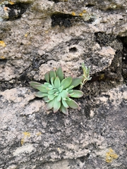 Graptopetalum pusillum (Graptopetalum pusillum)