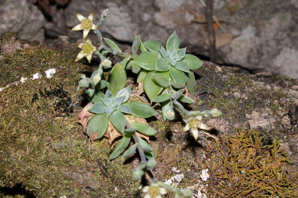 Graptopetalum pusillum (Graptopetalum pusillum)