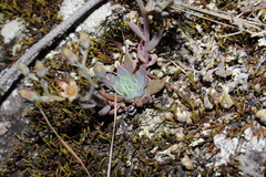Graptopetalum pusillum (Graptopetalum pusillum)