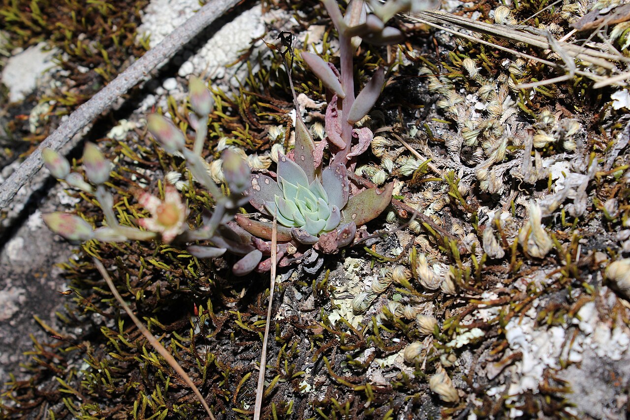 Graptopetalum pusillum: Wild plant of Graptopetalum pusillum . The picture was taken in the state of Durango, in Mexico.