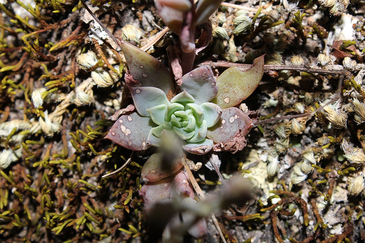 Graptopetalum pusillum: Wild plant of Graptopetalum pusillum . The picture was taken in the state of Durango, in Mexico.