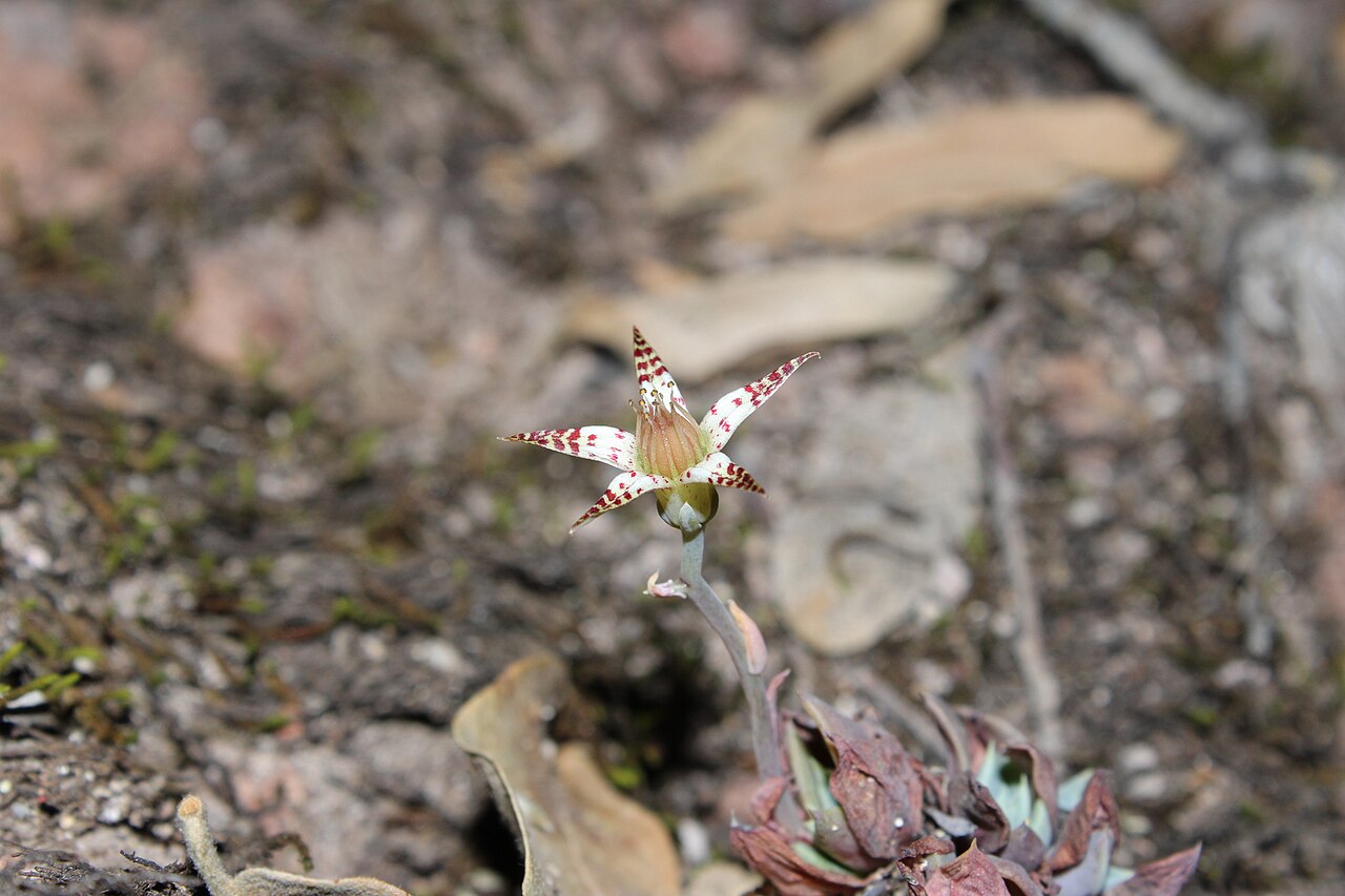 Graptopetalum pusillum: Flower of Graptopetalum pusillum. The wild plant was found in the state of Durango, Mexico.