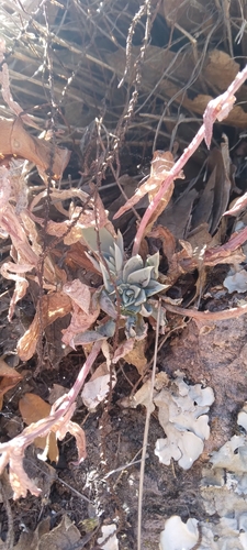 Graptopetalum pusillum (Graptopetalum pusillum)