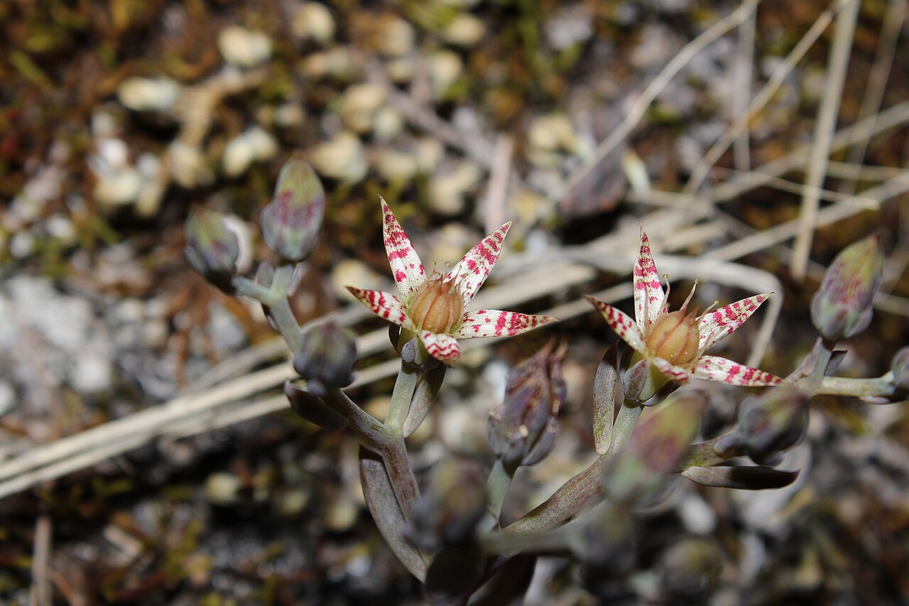 Graptopetalum pusillum: Flowers of Graptopetalum pusillum . Wild plant found in Mexico, Durango.
