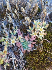 Graptopetalum pusillum (Graptopetalum pusillum)