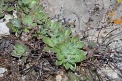 Graptopetalum pusillum (Graptopetalum pusillum)