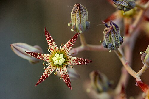 San Francisco River leatherpetal: Flower of Graptopetalum rusbyi , lower Jacobson Canyon in the Pinaleño Mountains, southeastern Arizona.