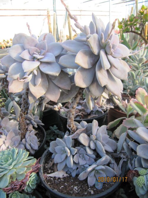 Graptopetalum superbum: Graptopetalum superbum