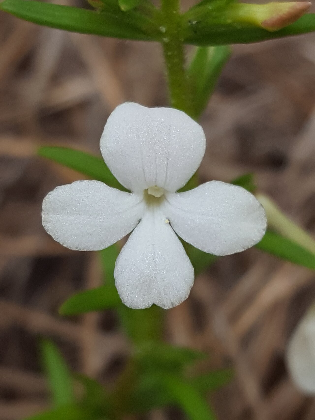 Rough hedgehyssop: Rough Hedgehyssop ( Gratiola hispida ) in the United States