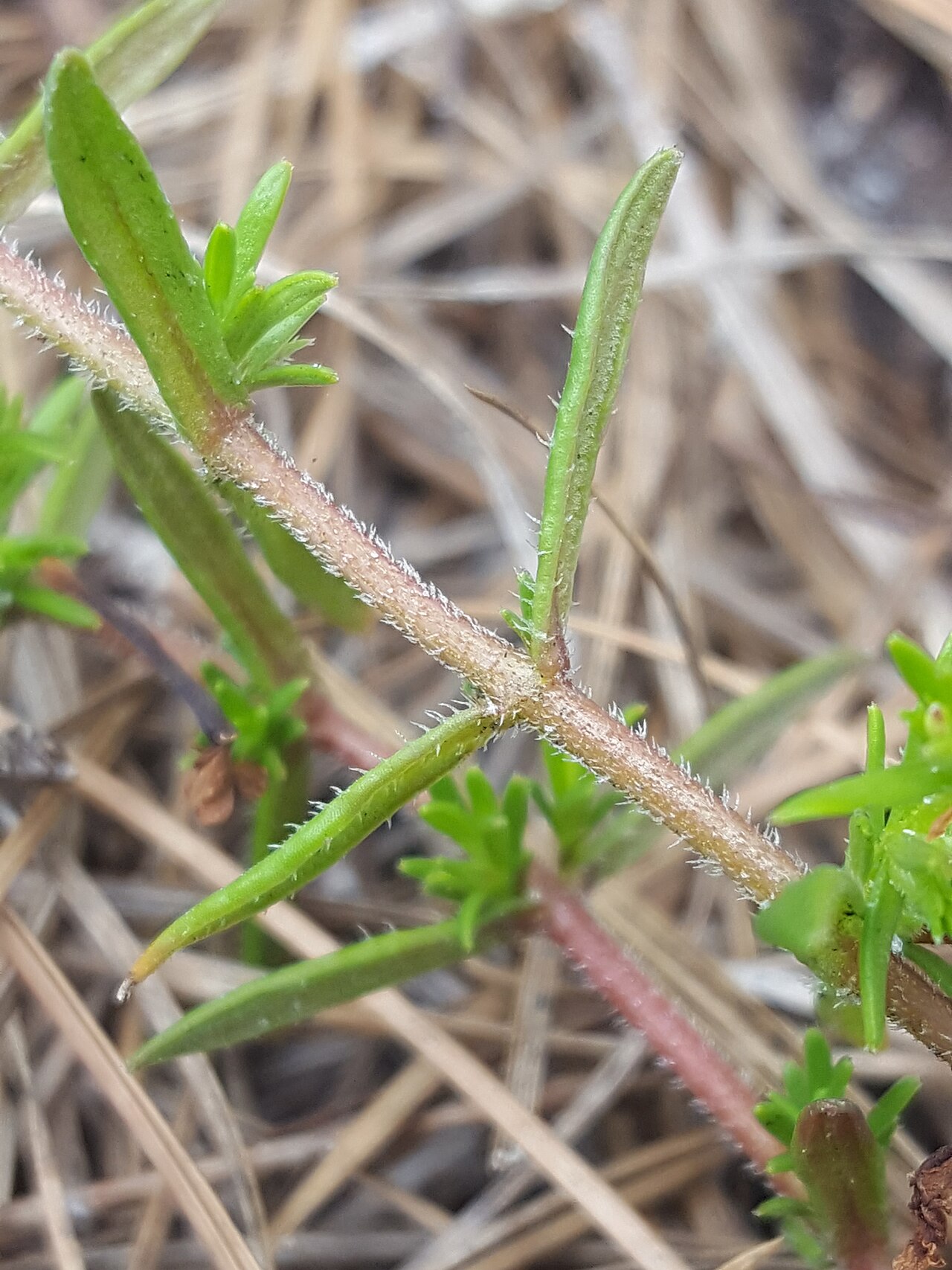 Rough hedgehyssop: Rough Hedgehyssop ( Gratiola hispida ) in the United States