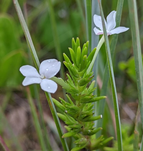 Rough hedgehyssop (Gratiola hispida)