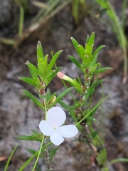 Rough hedgehyssop (Gratiola hispida)