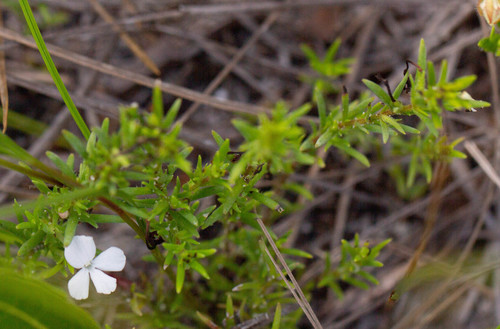Rough hedgehyssop (Gratiola hispida)