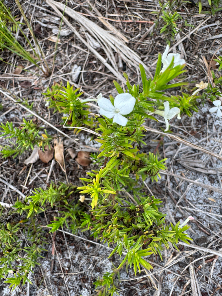 Rough hedgehyssop (Gratiola hispida)