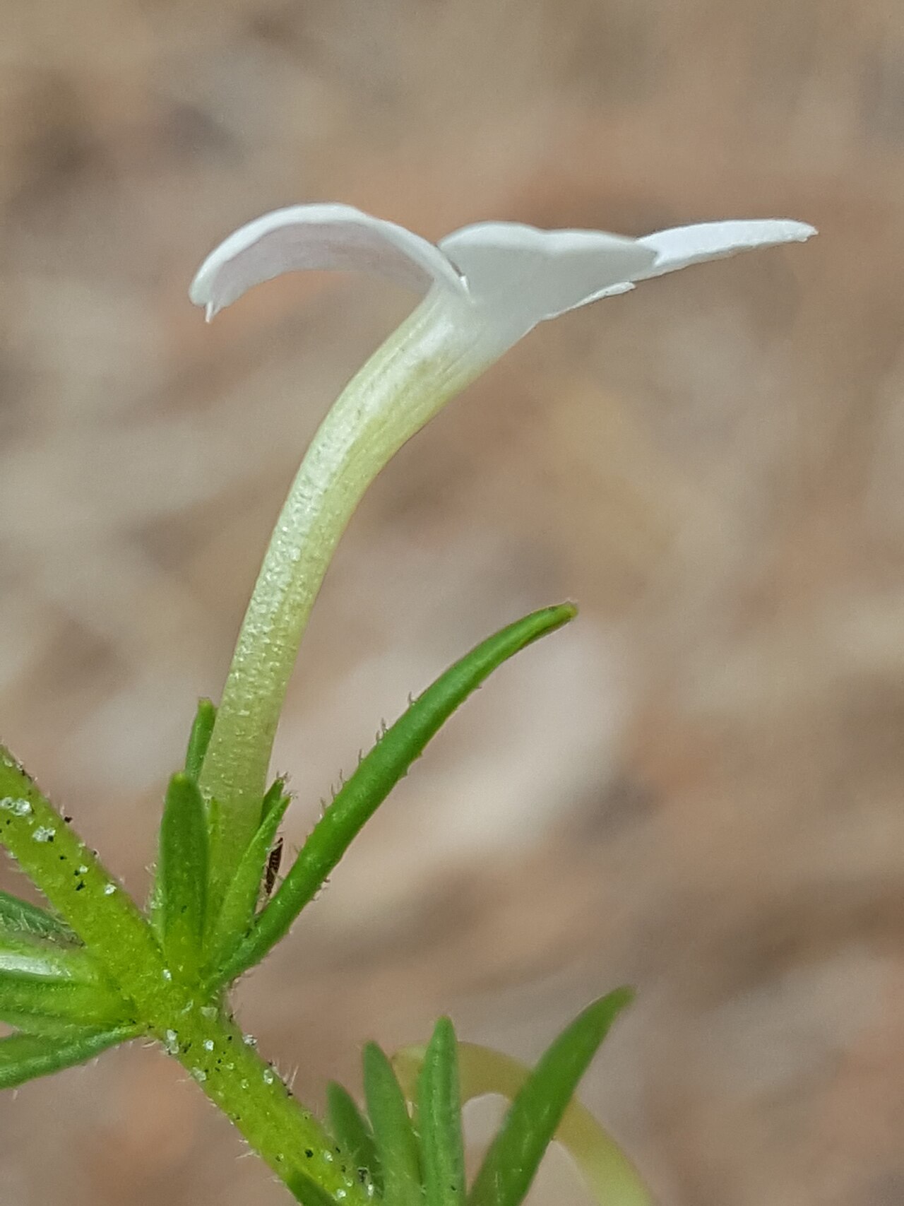 Rough hedgehyssop: Rough Hedgehyssop ( Gratiola hispida ) in the United States