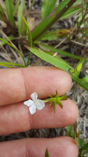 Rough hedgehyssop (Gratiola hispida)