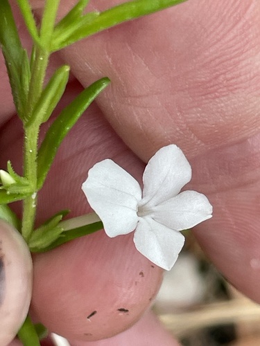 Rough hedgehyssop (Gratiola hispida)