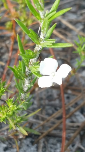 Rough hedgehyssop (Gratiola hispida)