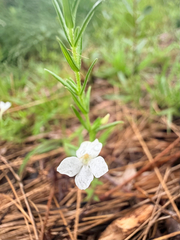 Rough hedgehyssop (Gratiola hispida)