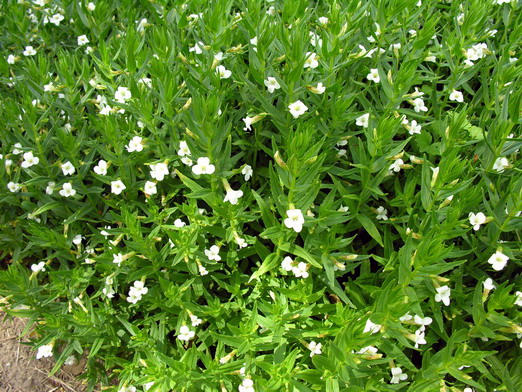Hedgehyssop (Gratiola officinalis)