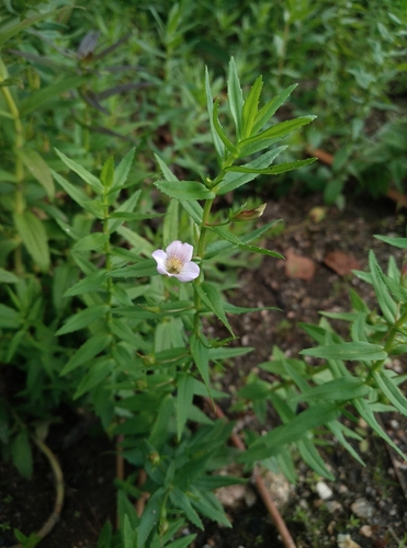 Hedgehyssop (Gratiola officinalis)