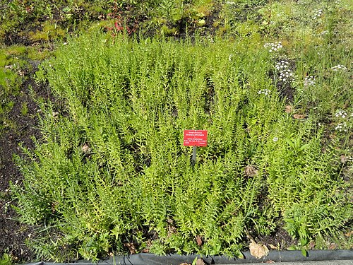 Hedgehyssop: Botanical specimen in the Botanischer Garten, Frankfurt am Main, located at Siesmayerstraße 72, Frankfurt am Main, Germany.