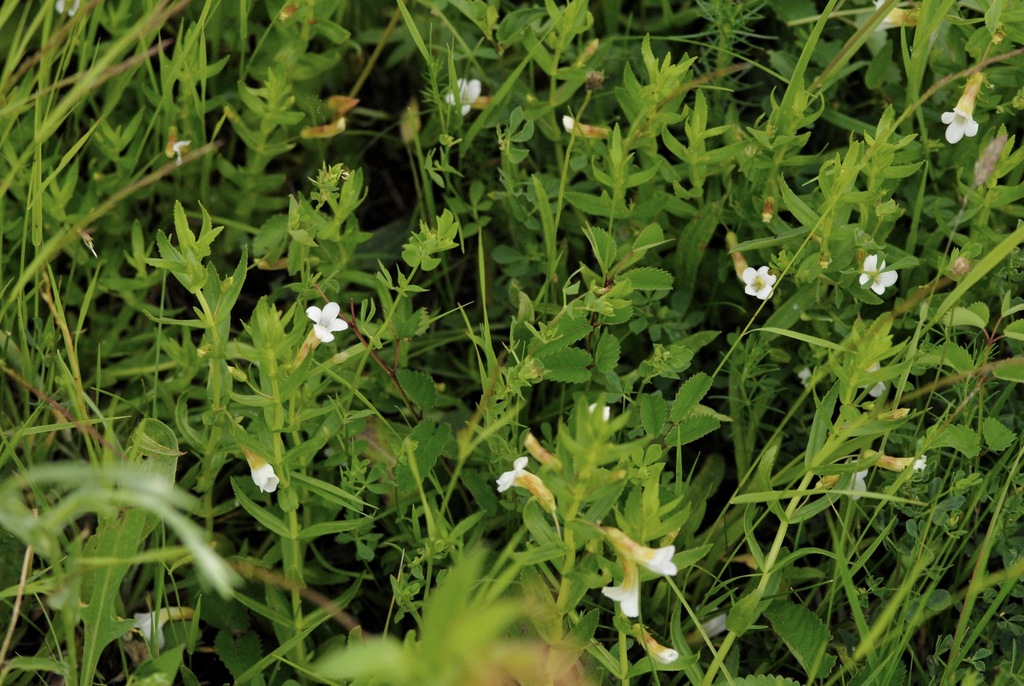 Hedgehyssop (Gratiola officinalis)