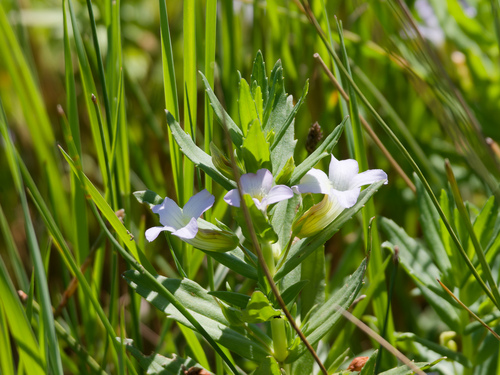 Hedgehyssop (Gratiola officinalis)