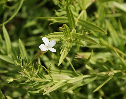 Hedgehyssop: Gratiola officinalis, Botanical Garden in Wroclaw