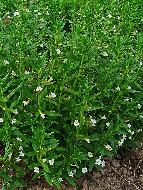 Hedgehyssop: Gratiola officinalis , Plantaginaceae, Common Hedgehyssop, habitus. The fresh, aerial parts collected at bloom are used in homeopathy as remedy: Gratiola