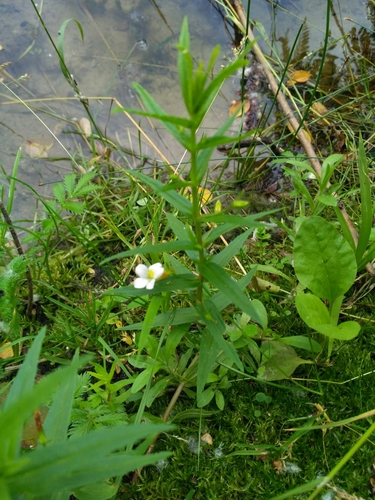 Hedgehyssop (Gratiola officinalis)