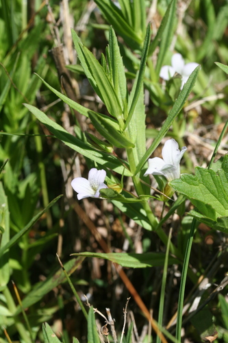 Hedgehyssop (Gratiola officinalis)