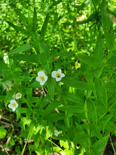 Hedgehyssop (Gratiola officinalis)