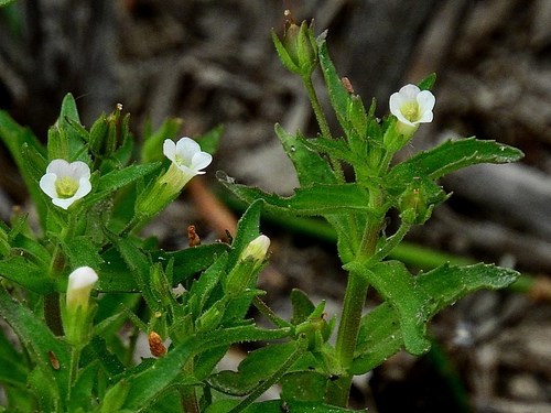 Gratiola pedunculata (Gratiola pedunculata)