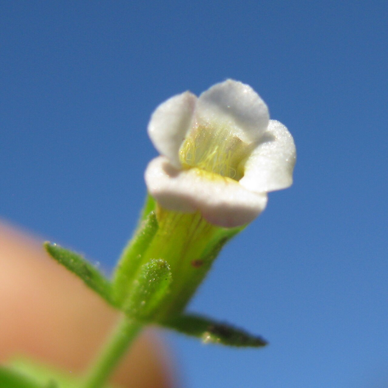 Gratiola pedunculata: Native, warm season, perennial, erect to decumbent herb 13–50 cm tall, with glands on leaves, bracteoles and sepals, topped on all parts except the corolla by a