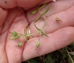 Gratiola pedunculata (Gratiola pedunculata)