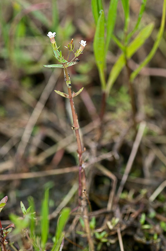 Gratiola pedunculata (Gratiola pedunculata)