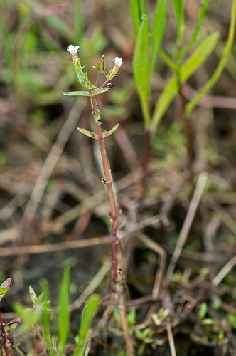 Gratiola pedunculata (Gratiola pedunculata)