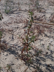 Gratiola pedunculata (Gratiola pedunculata)