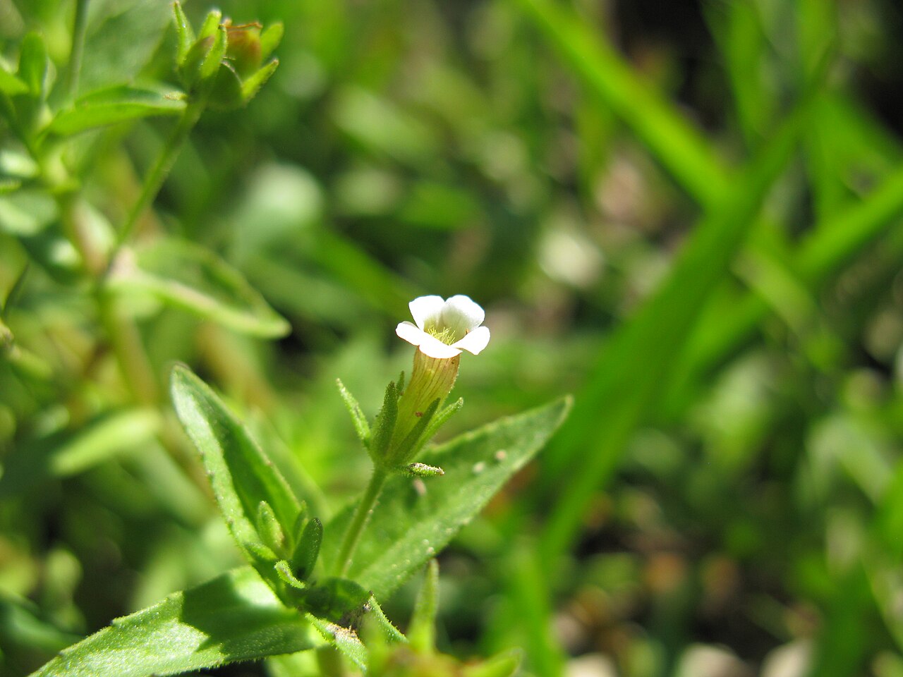 Gratiola pedunculata: Native, warm season, perennial, erect to decumbent herb 13–50 cm tall, with glands on leaves, bracteoles and sepals, topped on all parts except the corolla by a