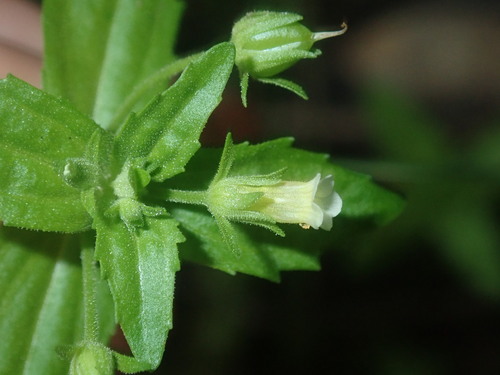 Gratiola pedunculata (Gratiola pedunculata)